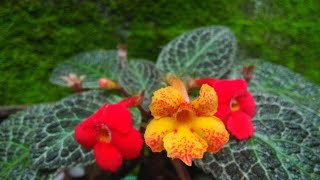 Beautiful Flowers amp Plants  Episcia Cupreata hybrid  Flame Violet  Best hanging plants for garden [upl. by Yenruoc475]