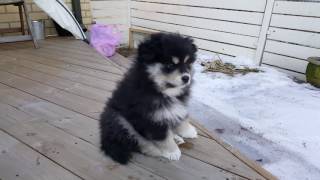 Hupsu the Finnish Lapphund [upl. by Caz]