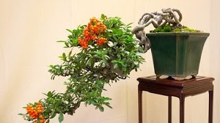 Dwarf Pyracantha Bonsai photos [upl. by Scrivenor]