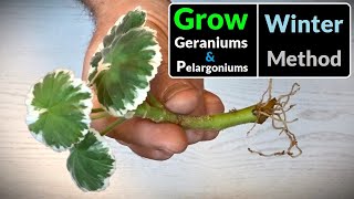 How to Grow Geraniums  Pelargoniums from Cuttings All Year Round Method [upl. by Joli]