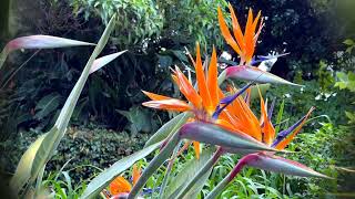 Birds Paradise Plant [upl. by Jerald]