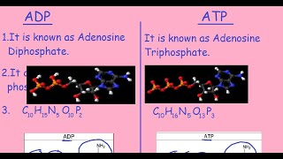 ADP Vs ATP Quick Differences amp Comparison [upl. by Conney709]