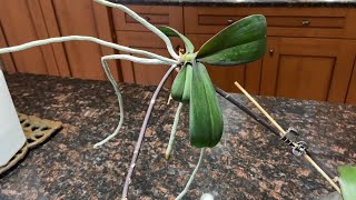 Phalaenopsis Orchid Keiki Removing amp Potting  How to Remove amp Pot Orchid Keiki [upl. by Nnaeirual]