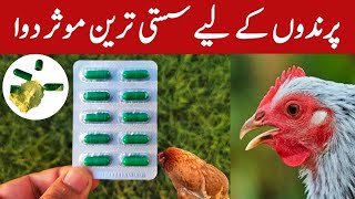 Doxycycline Capsules for Chickens  Use of Doxycycline in Backyard Poultry  Dr ARSHAD [upl. by Sue]