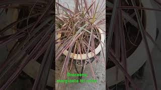 Dracaena marginata tri colorbeautifulmothernaturetreesplantsshortsviraltrendingyoutube [upl. by Hsakiv]