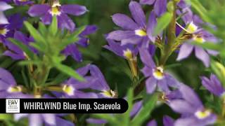 Dig Deep WHIRLWIND Blue Scaevola [upl. by Htebyram]