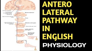 Anterolateral Pathway in English anterolateralpathway spinothalamictractscns DoctorsCorner [upl. by Marin]