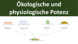 Ökologische und physiologische Potenz stenök euryök  Ökologie Teil 5 [upl. by Nelav]