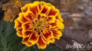 Tagetes patula  French marigold  cravodedefunto Tageteae [upl. by Hurleigh]