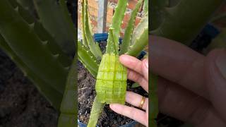 Amazing aloe Vera cuttingshorts aloe Vera satisfying [upl. by Skiba]