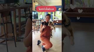 อย่าดุหมาด้วยชื่อ Ep2 woofyandco dog dogtraining dogtricks ฝึกหมา หมาน่ารัก หมาน้อย [upl. by Ilyssa893]