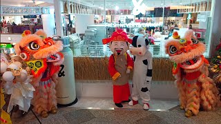 Lion Dance with Cow amp Choy San Yeh went to drink milk [upl. by Attenov432]