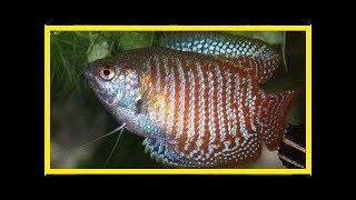 Breeding male and female gouramis how to identify the gender [upl. by Sedda]