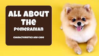 Pomeranian 101  Characteristics and Care pomeranian dog doglover [upl. by Roehm]