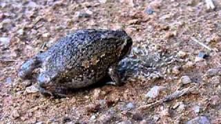 Bushveld rain frog lapping up the summer insect arrival at Askari [upl. by Ulrikaumeko]