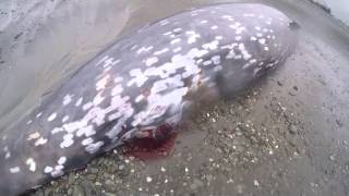 Cuviers Beaked Whale [upl. by Hteb]