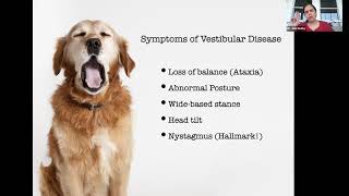 Canine Vestibular Disease A Common Senior Dog Malady [upl. by Elfrida]