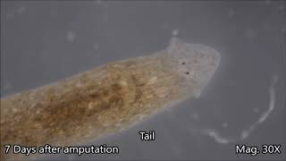 Planaria Regeneration Time lapse [upl. by Gomer]