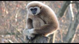 White Handed Gibbon Singing Opera [upl. by Nylrak]