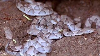 Live Feeding VENOMOUS Copperhead Eats Mouse While Still ALIVE [upl. by Ensign]