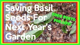 Saving Basil Seeds  How To Harvest Basil Seeds For Next Seasons Planting [upl. by Aihseuqal989]