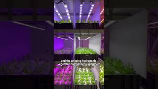 Which plant grow light spectrum is best for leafy vegetables   12 spectrums Contrast Experiment [upl. by Rotce883]