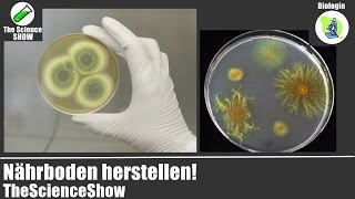 Nährboden herstellen  Biologie  TheScienceShow [upl. by Ermina]