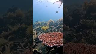 Coral reef scubadiving gopro fish underwater ocean bali indonesia nature [upl. by Entirb]