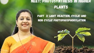 NEET PHOTOSYNTHESIS IN HIGHER PLANTS PART3 LIGHT REACTION CYCLICampNON CYCLICPHOTOPHOSPHORYLATION [upl. by Rosenfeld999]