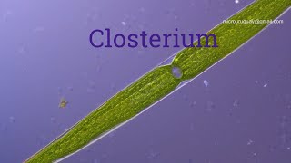 Closterium alga [upl. by Geddes872]