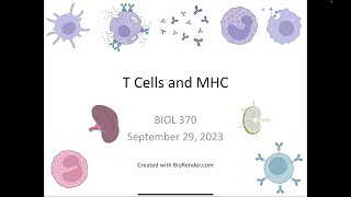 Immunology Fall 2023 Lecture 13 T cells and MHC [upl. by Gati993]