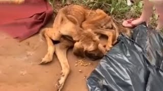 Sobbed In Despair With Thousands Of Maggots On His Head Dog Laid On The Road For 3 Days [upl. by Newton]