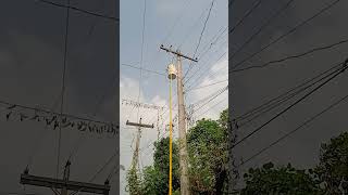 হটস্টিক দিয়ে ফিউজ পূর্ণ স্হাপন করা হচ্ছে। lineman electricity linemanlife electricalcomponent [upl. by Felice]