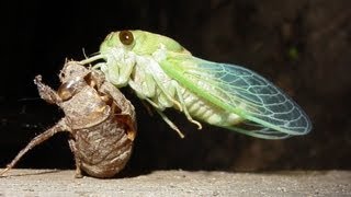 quotlocustsquotmolt shed their skin CicadasMagicicada cassini  Slow Motion [upl. by Eelarac]