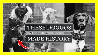 🟢 10 INCREDIBLE DOGS THAT CHANGED HISTORY FOREVER [upl. by Einwahr]