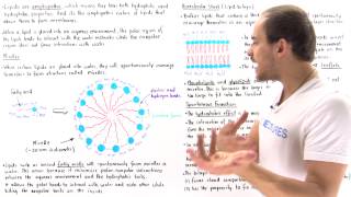 Micelles and Lipid Bilayer [upl. by Epotimet]