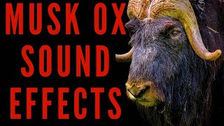 MUSK OX SOUND EFFECTS  Musk Ox Sounds  maktubytv [upl. by Oirifrop979]