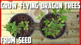 Grow Flying Dragon Hardy Orange Trees From seed [upl. by Derrej]