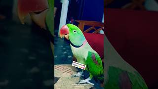 parrot birds sound pets parrottalking talking viral shorts video yt alex ranchosona [upl. by Ecinahc]