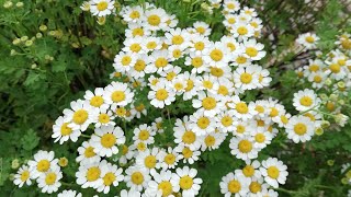 flores del jardín botánico 🌹🌺🌷🌸💮🏵️🌻🌼🍁🍄🌿✨ [upl. by Gaddi296]