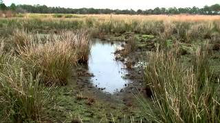 Healthy wetlands healthy farmland [upl. by Gershon332]