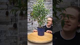 Pruning A Ficus Benjamina Bonsai [upl. by Drugge997]