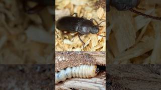 Are you dealing with WoodBoring Beetles Signs of Woodworms  DoMyOwncom woodboringbeetle [upl. by Othello]