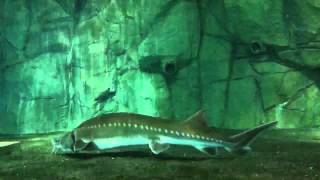 Chinese Sturgeon Acipenser sinensis [upl. by Hgielrac]