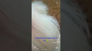 cotondetulear  quotIn un giorno di Settembrequot 🍀 puppy pets cuccioli funny [upl. by Britt]