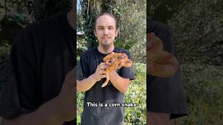 The Corn Snake Pantherophis guttatus 🙌🏼🐍🌎 wildlife nature education animals snake facts [upl. by Shaddock]