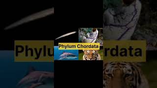 Classification of phylum chordata shortvideo viraltrendingshorts [upl. by Christy281]