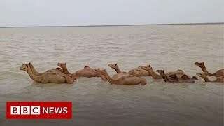 The rare Indian swimming camels under threat  BBC News [upl. by Maurits655]