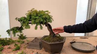 Shaping a Yew Bonsai [upl. by Lrub]