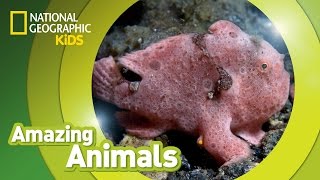 Frogfish  Amazing Animals [upl. by Aerol]